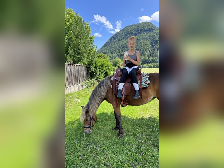 Curly horse Klacz 10 lat 142 cm Ciemnokasztanowata in Kundl