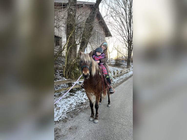 Curly horse Klacz 10 lat 142 cm Ciemnokasztanowata in Kundl