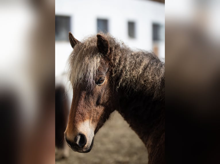 Curly horse Klacz 10 lat 142 cm Ciemnokasztanowata in Kundl