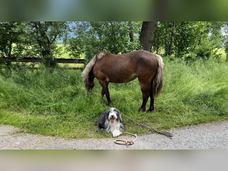 Curly horse Klacz 10 lat 142 cm Ciemnokasztanowata in Kundl