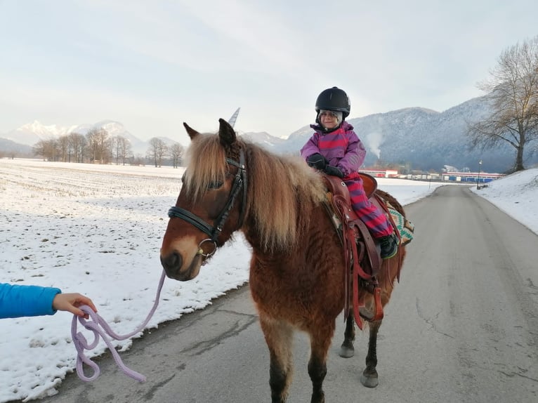 Curly horse Klacz 10 lat 142 cm Ciemnokasztanowata in Kundl