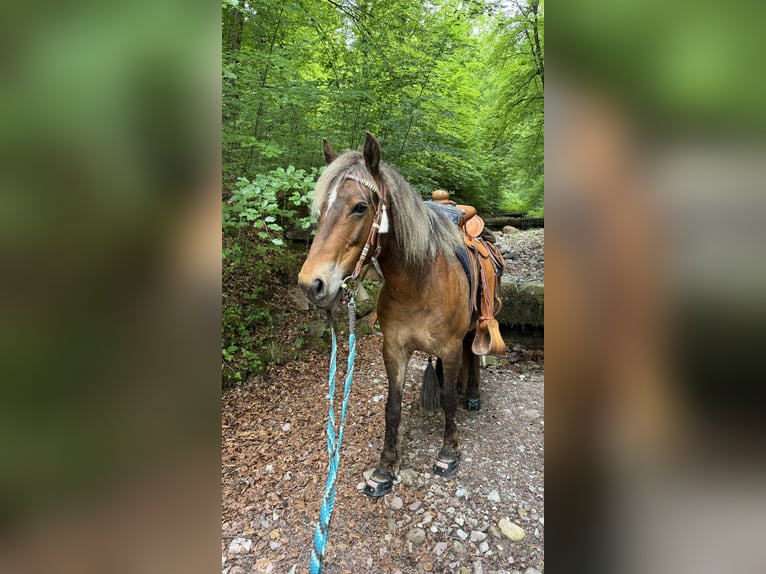 Curly horse Klacz 10 lat 142 cm Ciemnokasztanowata in Kundl