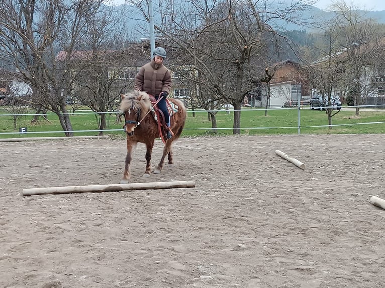 Curly horse Klacz 10 lat 142 cm Ciemnokasztanowata in Kundl