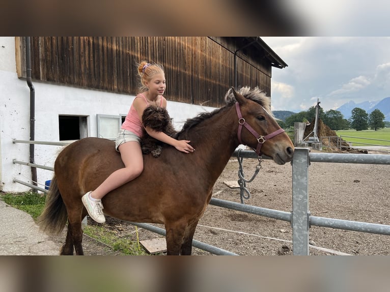 Curly horse Klacz 10 lat 142 cm Ciemnokasztanowata in Kundl