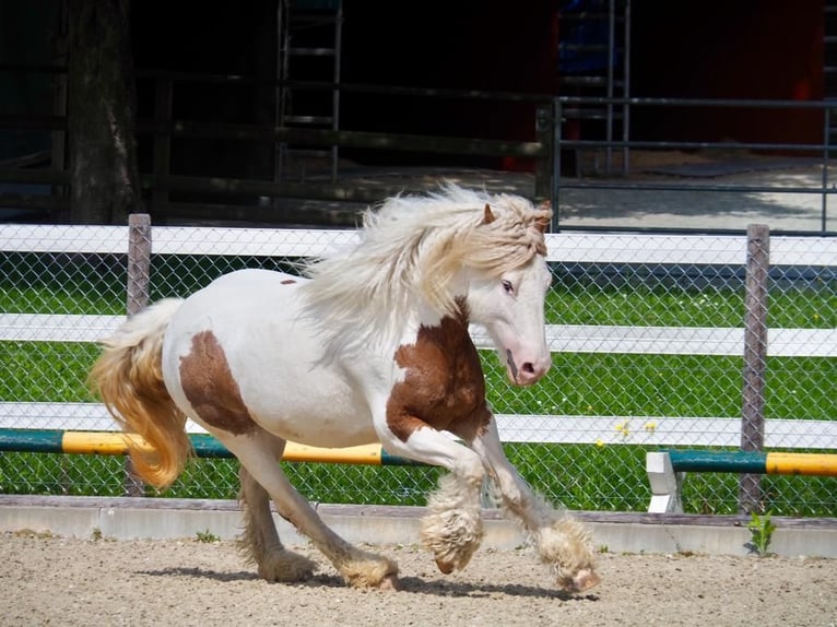 Curly horse Klacz 10 lat 145 cm Srokata in Pfunds