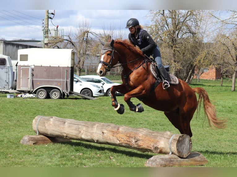 Curly horse Klacz 11 lat 166 cm Kasztanowata in Jena