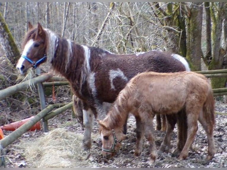 Curly horse Klacz 13 lat 150 cm Srokata in Arnbruck