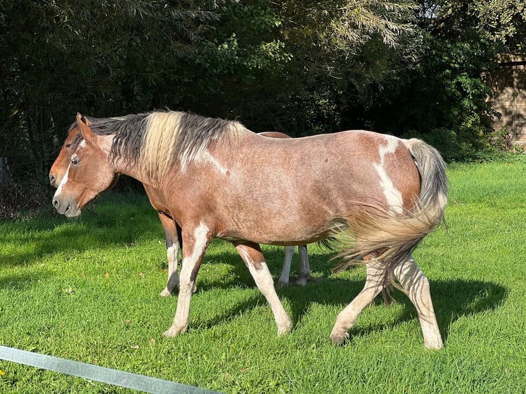 Curly horse Klacz 14 lat 155 cm Tobiano wszelkich maści in Dorsten