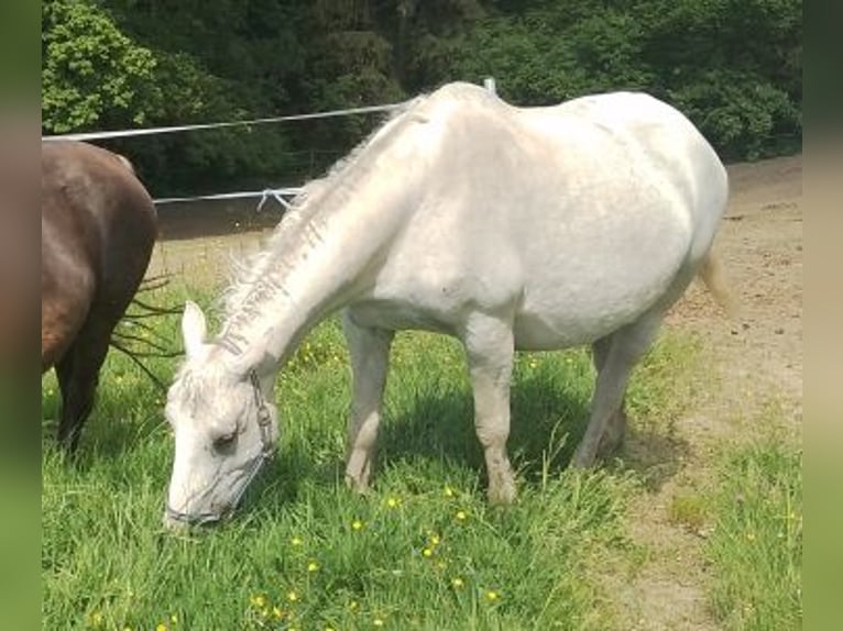 Curly horse Klacz 15 lat 148 cm Siwa in Arnbruck