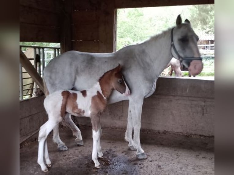 Curly horse Klacz 15 lat 148 cm Siwa in Arnbruck