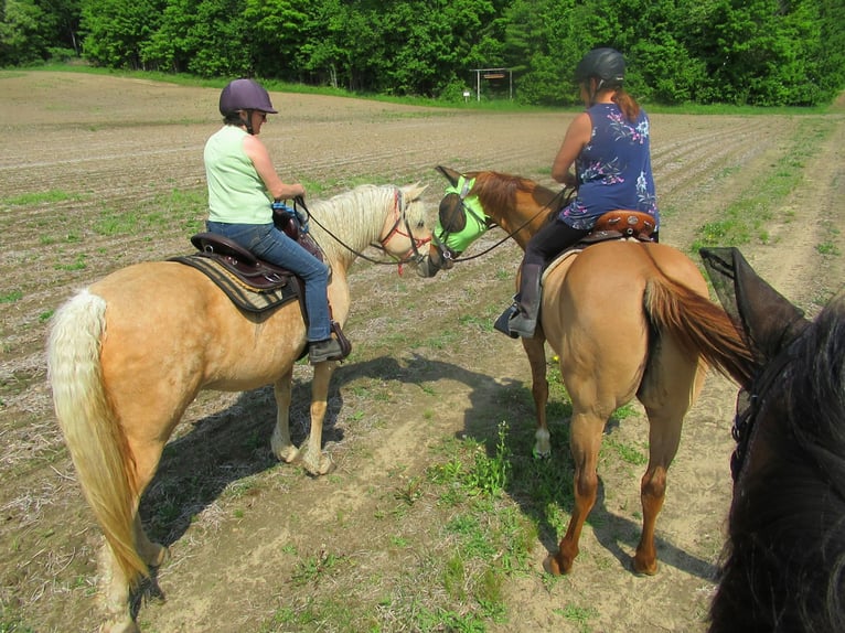 Curly horse Klacz 15 lat 152 cm Izabelowata in Frankford, ON