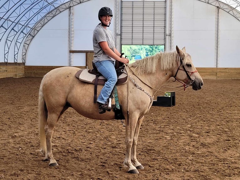 Curly horse Klacz 15 lat 152 cm Izabelowata in Frankford, ON