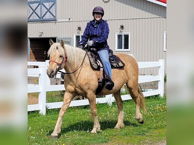 Curly horse Klacz 15 lat 152 cm Izabelowata in Frankford, ON