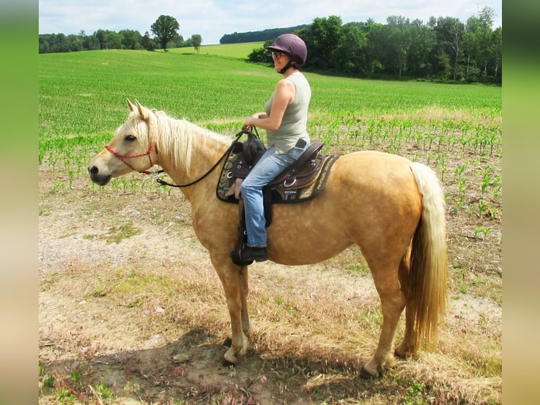 Curly horse Klacz 15 lat 152 cm Izabelowata in Frankford, ON