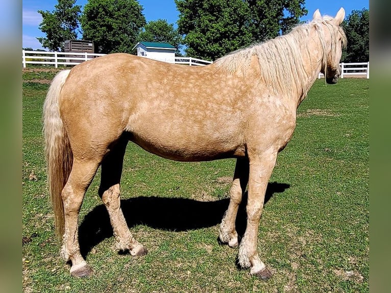 Curly horse Klacz 15 lat 152 cm Izabelowata in Frankford, ON