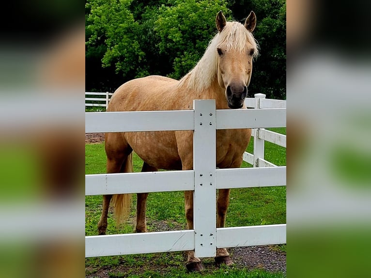 Curly horse Klacz 15 lat 152 cm Izabelowata in Frankford, ON