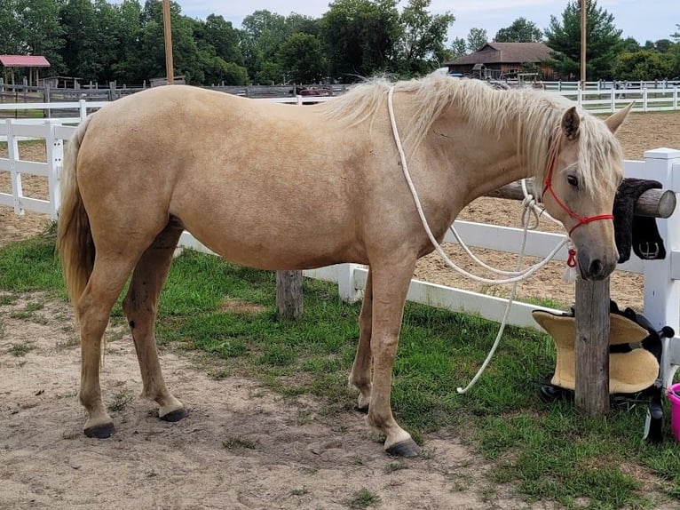 Curly horse Klacz 15 lat 152 cm Izabelowata in Frankford, ON