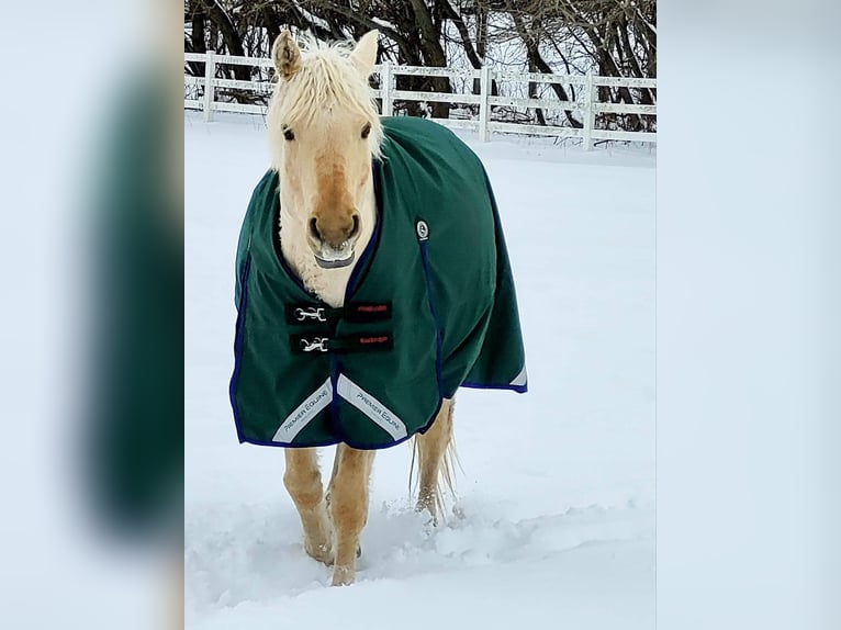 Curly horse Klacz 15 lat 152 cm Izabelowata in Frankford, ON