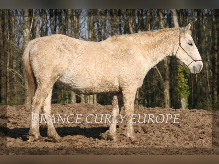 Curly horse Klacz 19 lat 153 cm Siwa jabłkowita in France