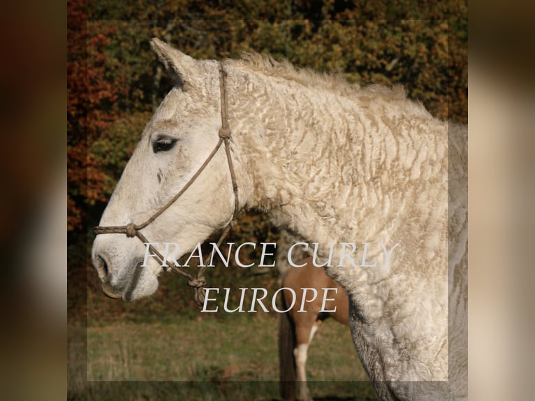 Curly horse Klacz 19 lat 153 cm Siwa jabłkowita in France