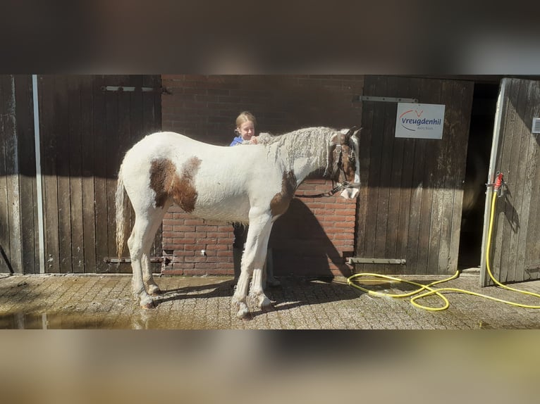 Curly horse Klacz 1 Rok 153 cm Srokata in Ruinen