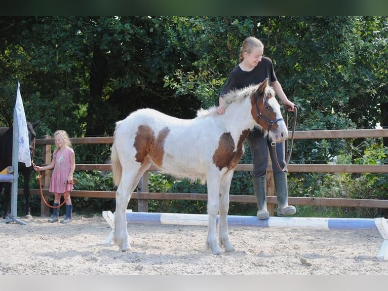 Curly horse Klacz 1 Rok 153 cm Srokata in Ruinen
