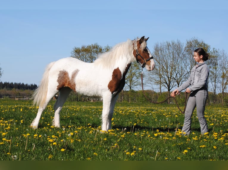 Curly horse Klacz 1 Rok 153 cm Srokata in Ruinen
