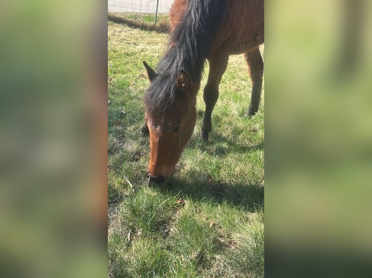 Curly horse Klacz 1 Rok 155 cm Gniada in Freyung