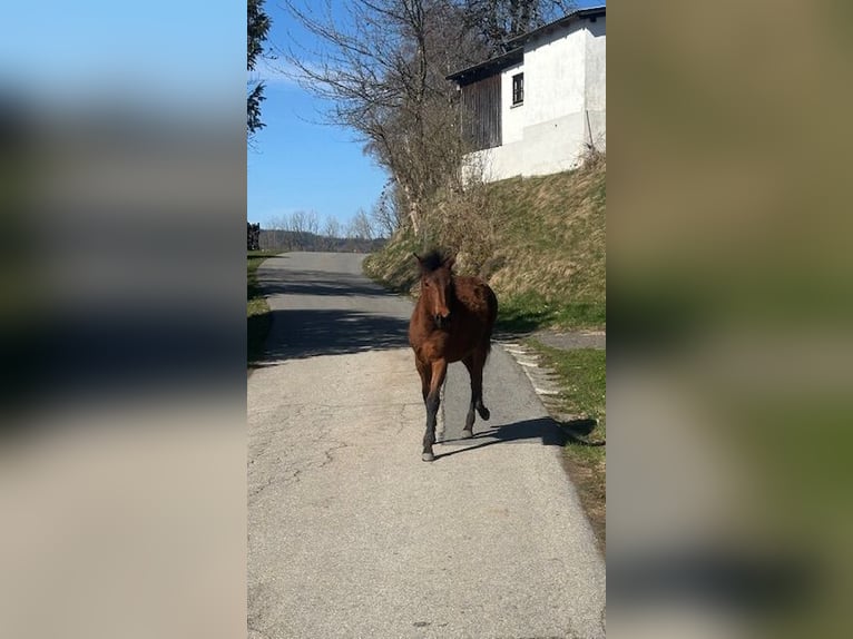 Curly horse Klacz 1 Rok 155 cm Gniada in Freyung