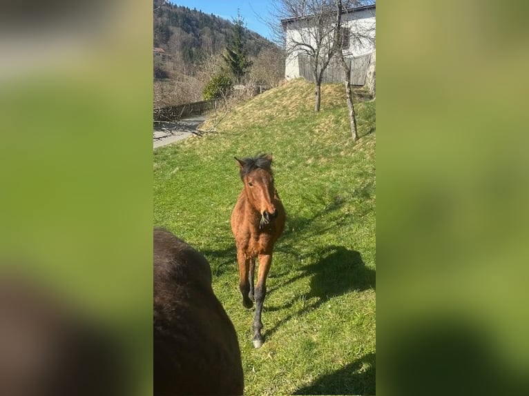 Curly horse Klacz 1 Rok 155 cm Gniada in Freyung