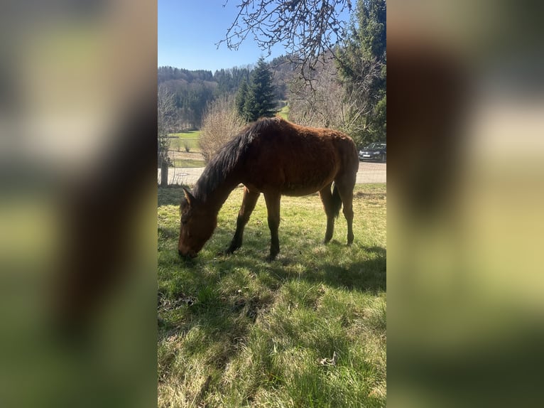 Curly horse Klacz 1 Rok 155 cm Gniada in FreyungFreyung