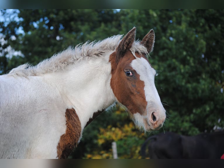 Curly horse Klacz 1 Rok 155 cm in Ruinen