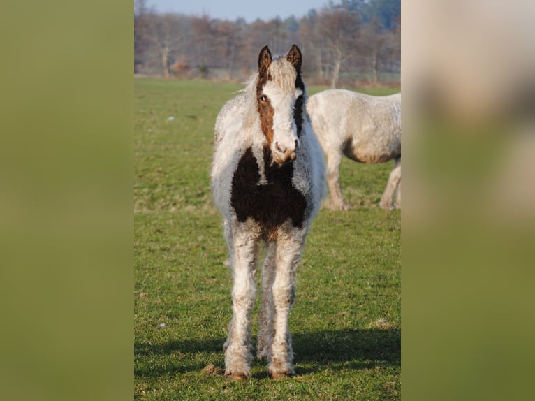 Curly horse Klacz 1 Rok 155 cm Srokata in Ruinen