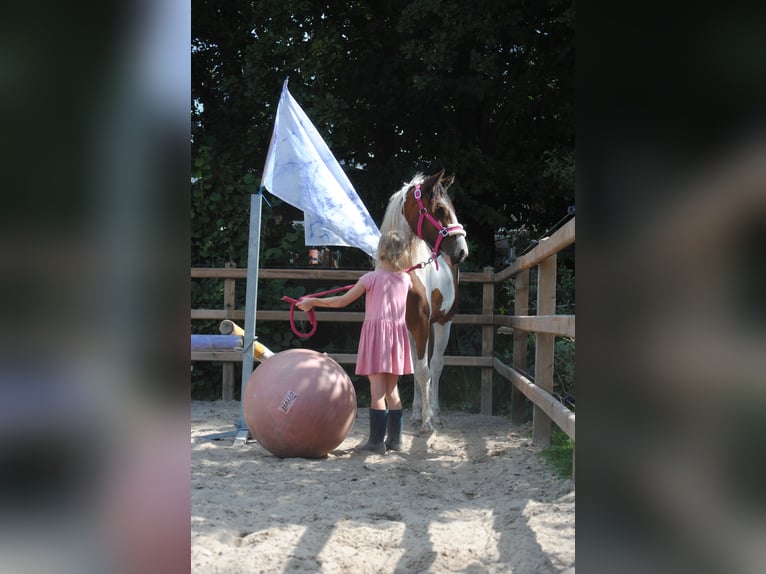 Curly horse Klacz 1 Rok 155 cm Srokata in Ruinen