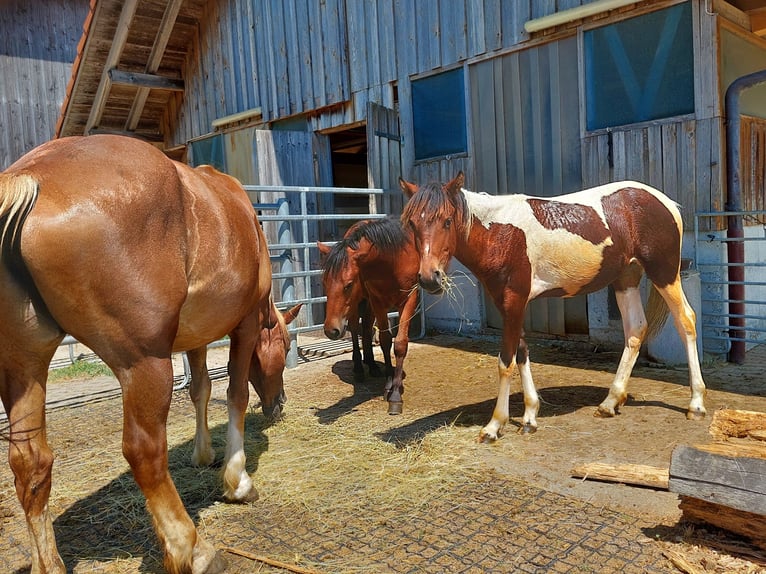 Curly horse Klacz 1 Rok 158 cm Srokata in Innerberg