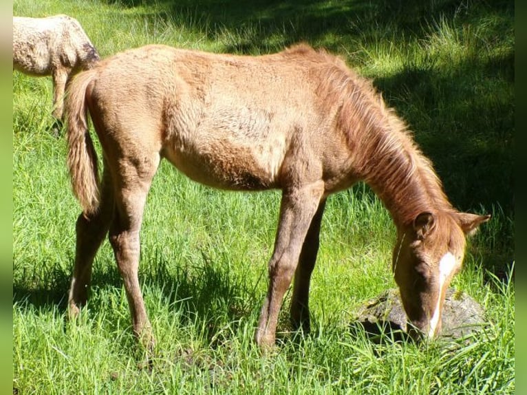 Curly horse Klacz 1 Rok Bułana in Arnbruck