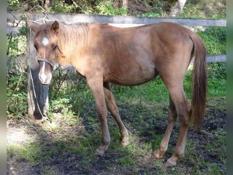 Curly horse Klacz 1 Rok Bułana in Arnbruck