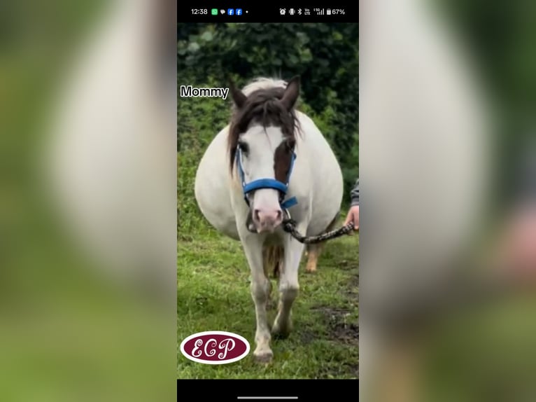 Curly horse Klacz 2 lat 105 cm Tobiano wszelkich maści in Heusden-Zolder