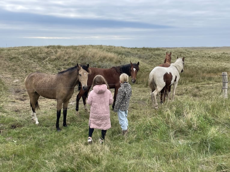 Curly horse Klacz 2 lat 150 cm Overo wszelkich maści in Skærbæk