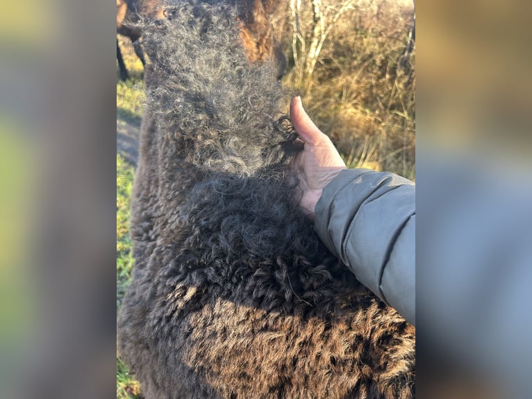 Curly horse Klacz 2 lat 152 cm Tobiano wszelkich maści in Galway