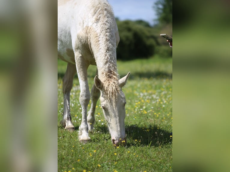 Curly horse Mix Klacz 2 lat 155 cm Perlino in Joué Sur Erdre