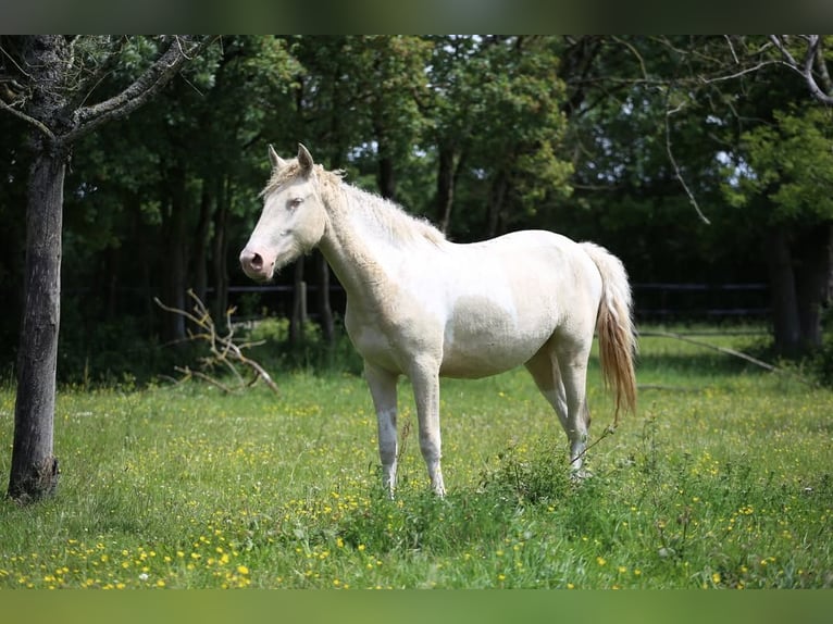Curly horse Mix Klacz 2 lat 155 cm Perlino in Joué Sur Erdre