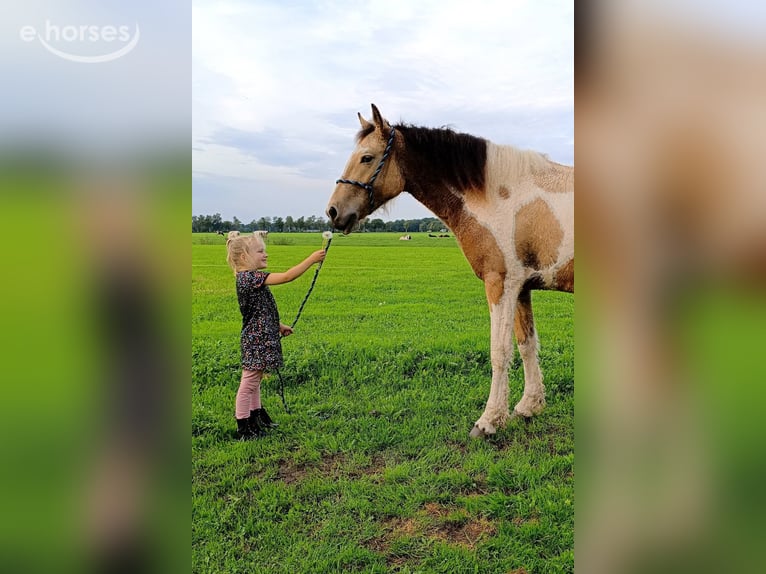 Curly horse Klacz 2 lat 160 cm Jelenia in Ruinen