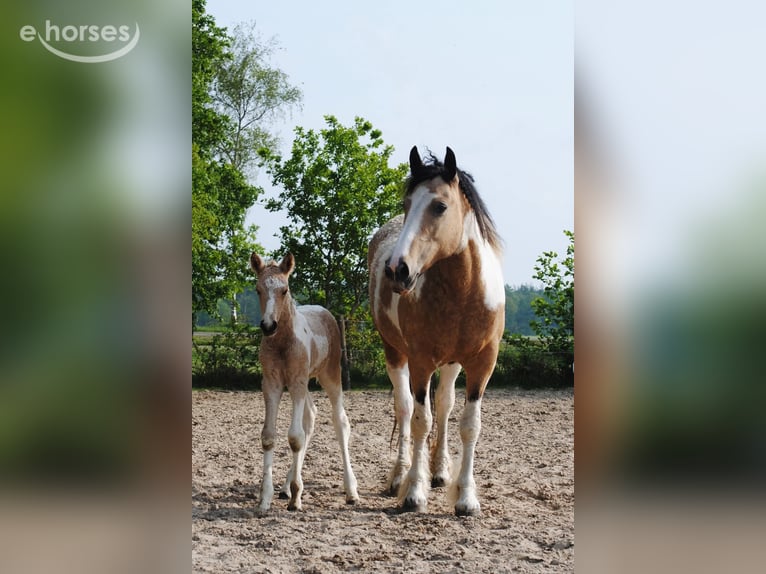 Curly horse Klacz 2 lat 160 cm Jelenia in Ruinen