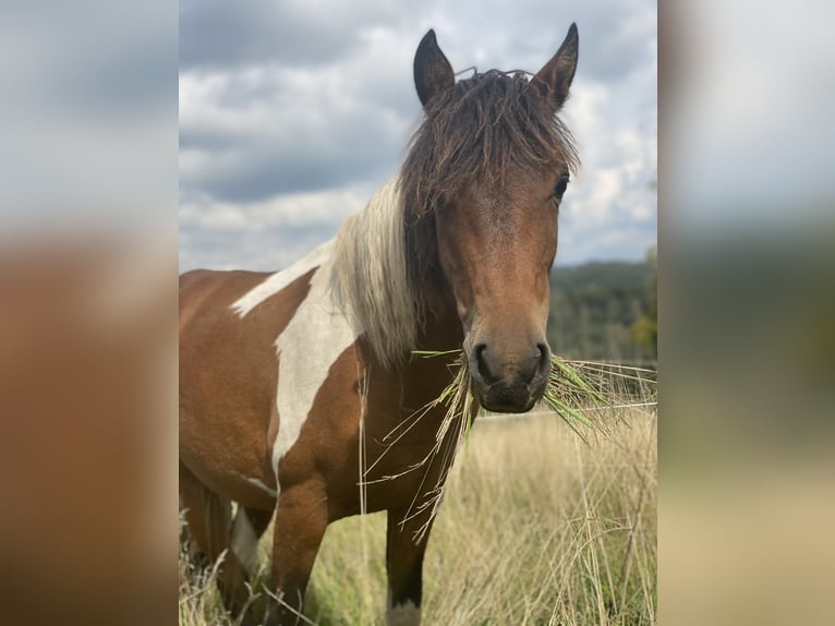 Curly horse Klacz 3 lat 128 cm Tobiano wszelkich maści in Rambow