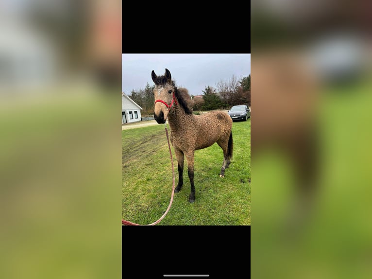 Curly horse Klacz 3 lat 149 cm Jelenia in Skærbæk