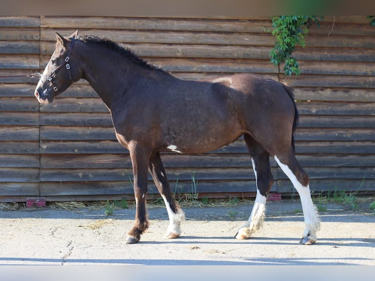 Curly horse Klacz 3 lat 160 cm Skarogniada in Pribram