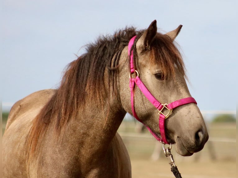 Curly horse Klacz 4 lat 145 cm Jelenia in Gladbeck