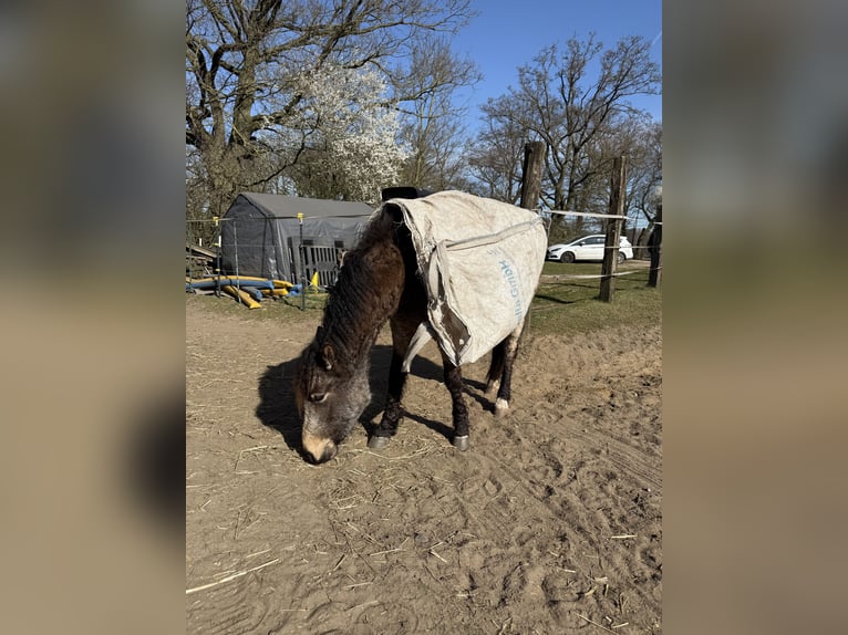 Curly horse Klacz 4 lat 145 cm Jelenia in Gladbeck