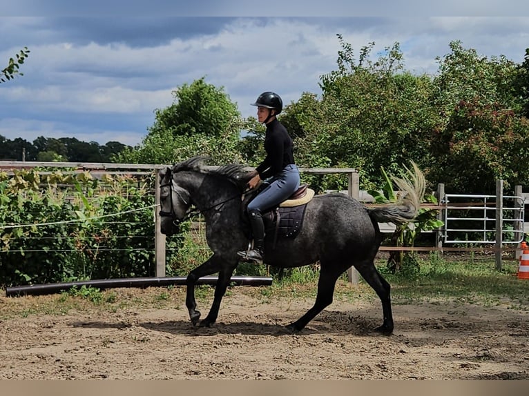 Curly horse Klacz 4 lat 152 cm  in Bohmte